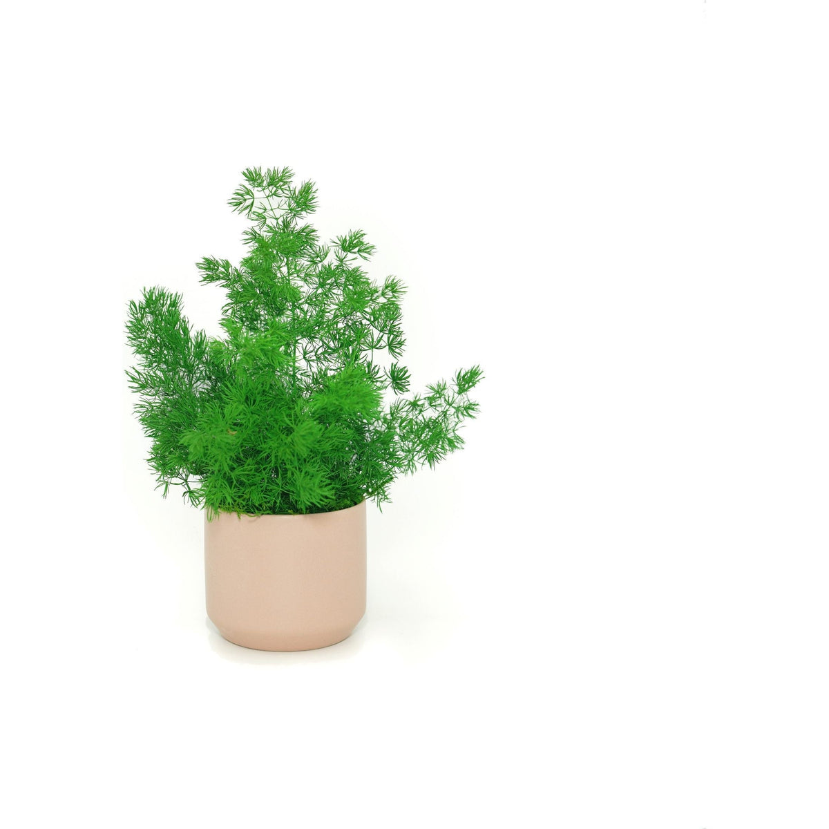 Large preserved fern in blush ceramic pot, no watering required, indoor decor.
