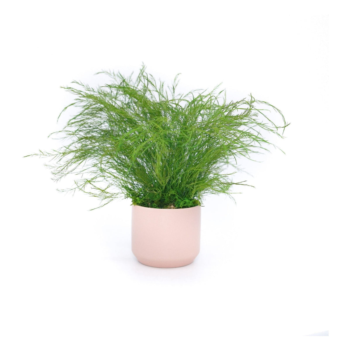 Set of 3 small preserved fern variety potted plants in blush ceramic pot, maintenance-free indoor decor.