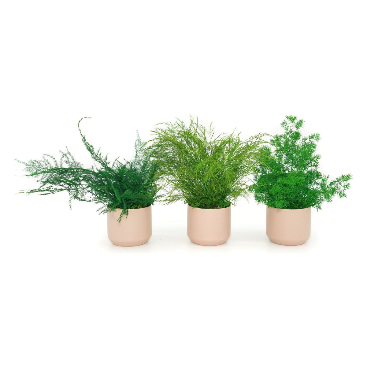 Set of 3 small preserved fern potted plants in ceramic pots, no watering needed, lush green decor.