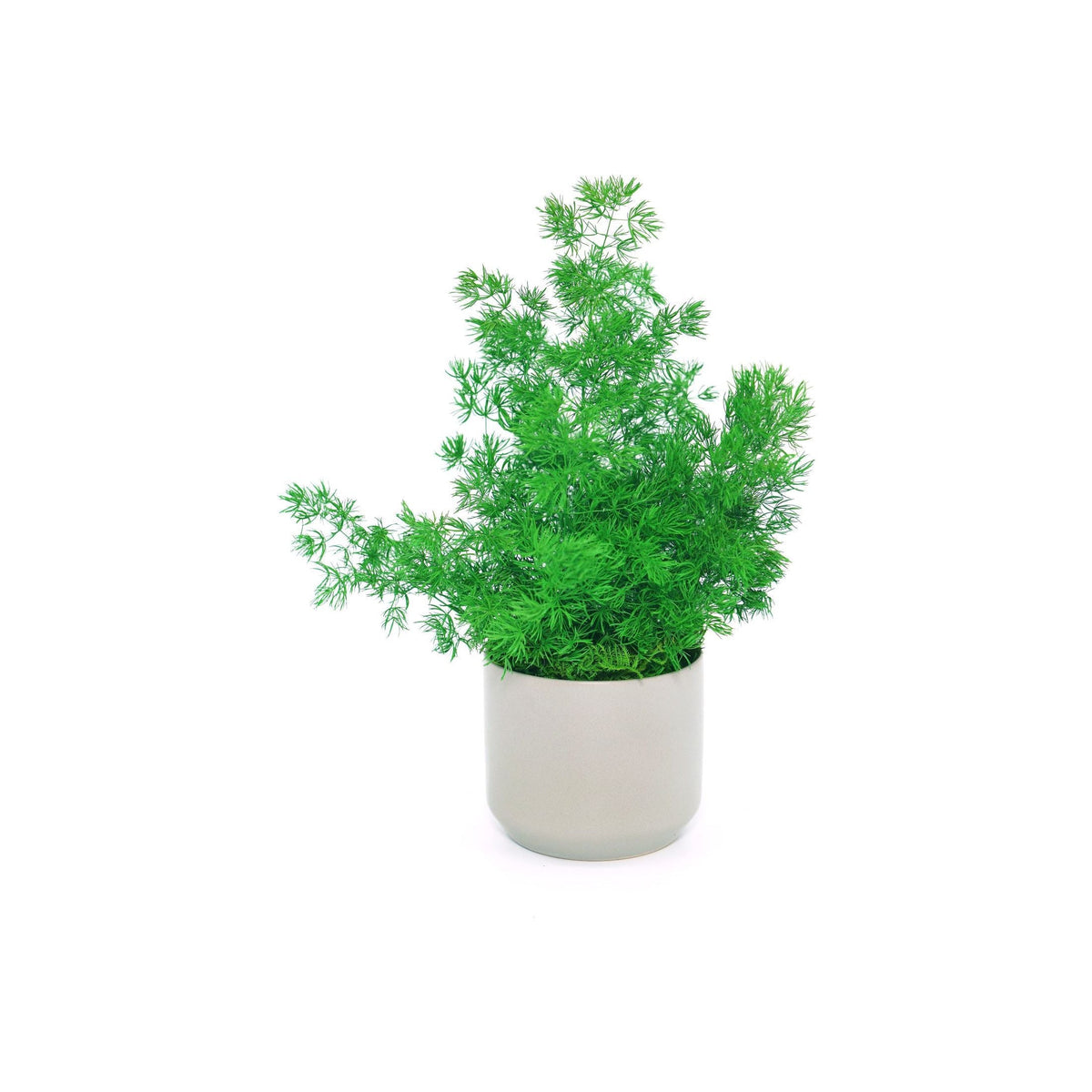 Large preserved fern in ceramic pot, no watering required.