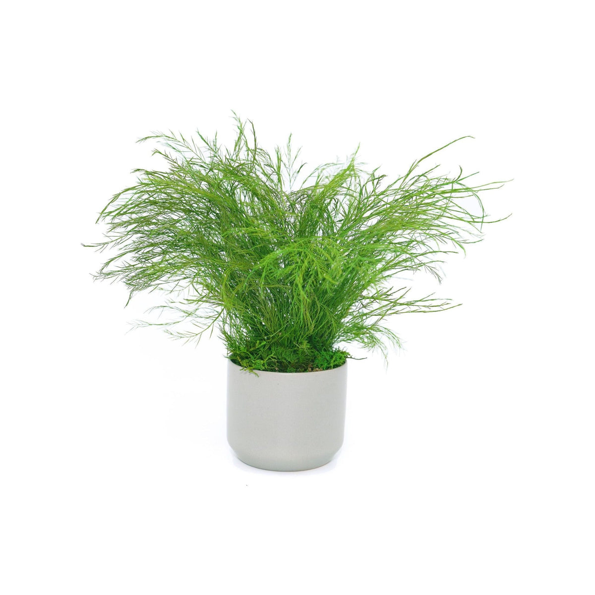 Large preserved fern in a white ceramic pot, maintenance-free indoor plant.