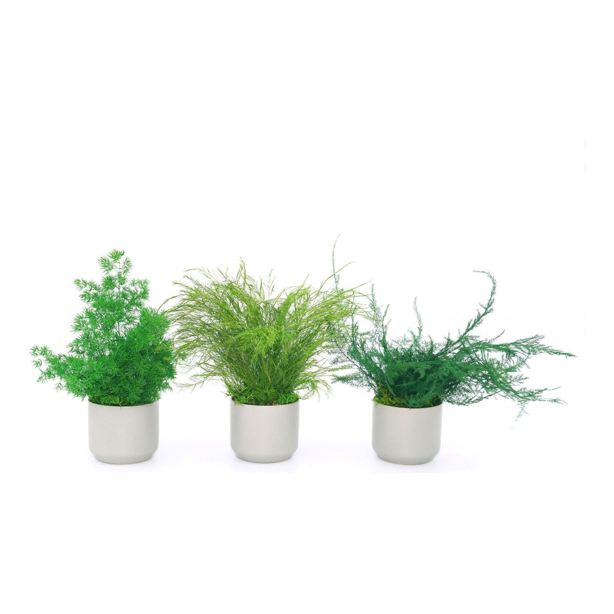 Set of 3 small preserved fern potted plants in ceramic pots, no watering required.