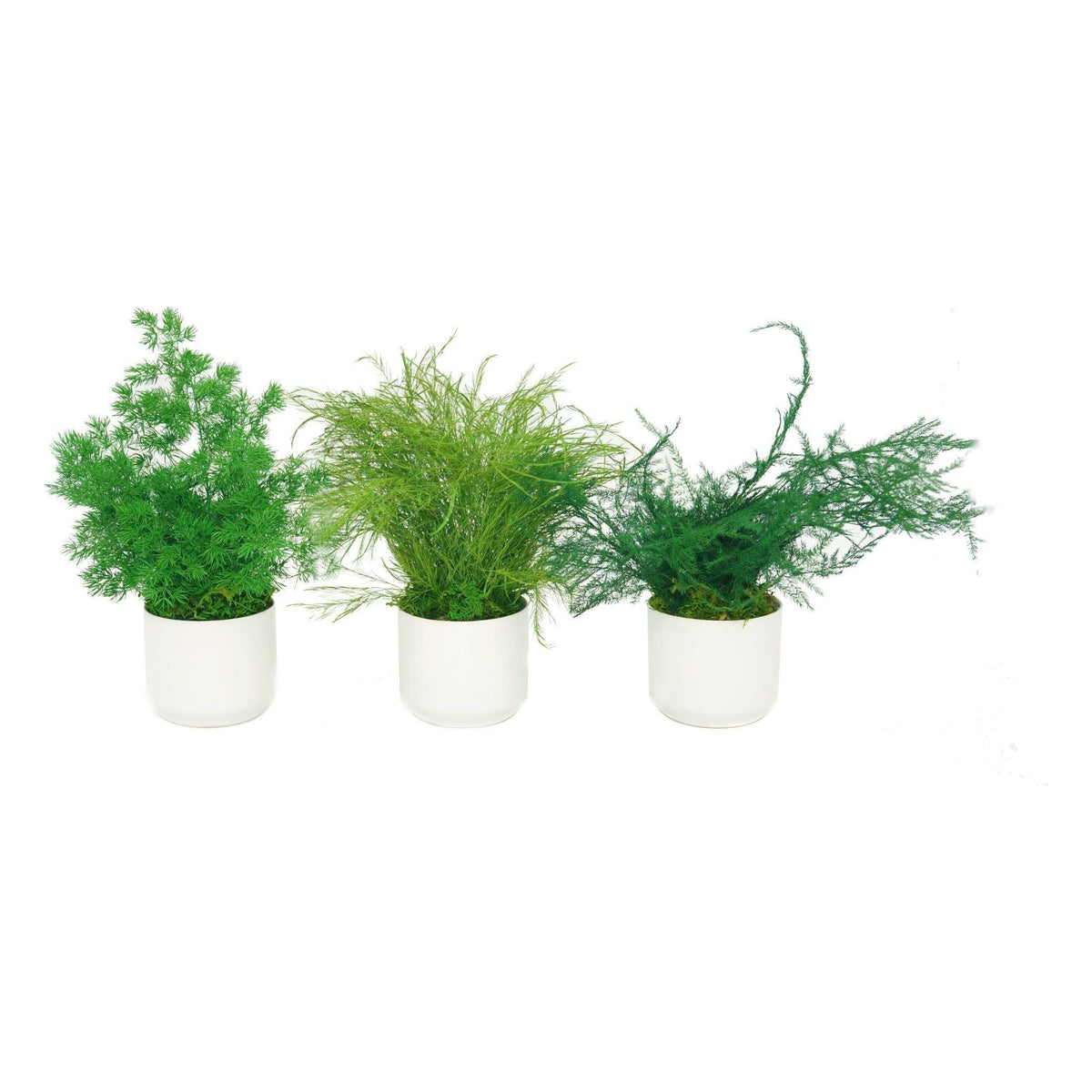 Set of 3 small preserved fern potted plants in white ceramic pots, no watering needed.
