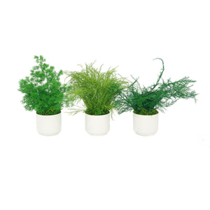 Set of 3 Preserved Fern Variety Potted Plants - No Watering