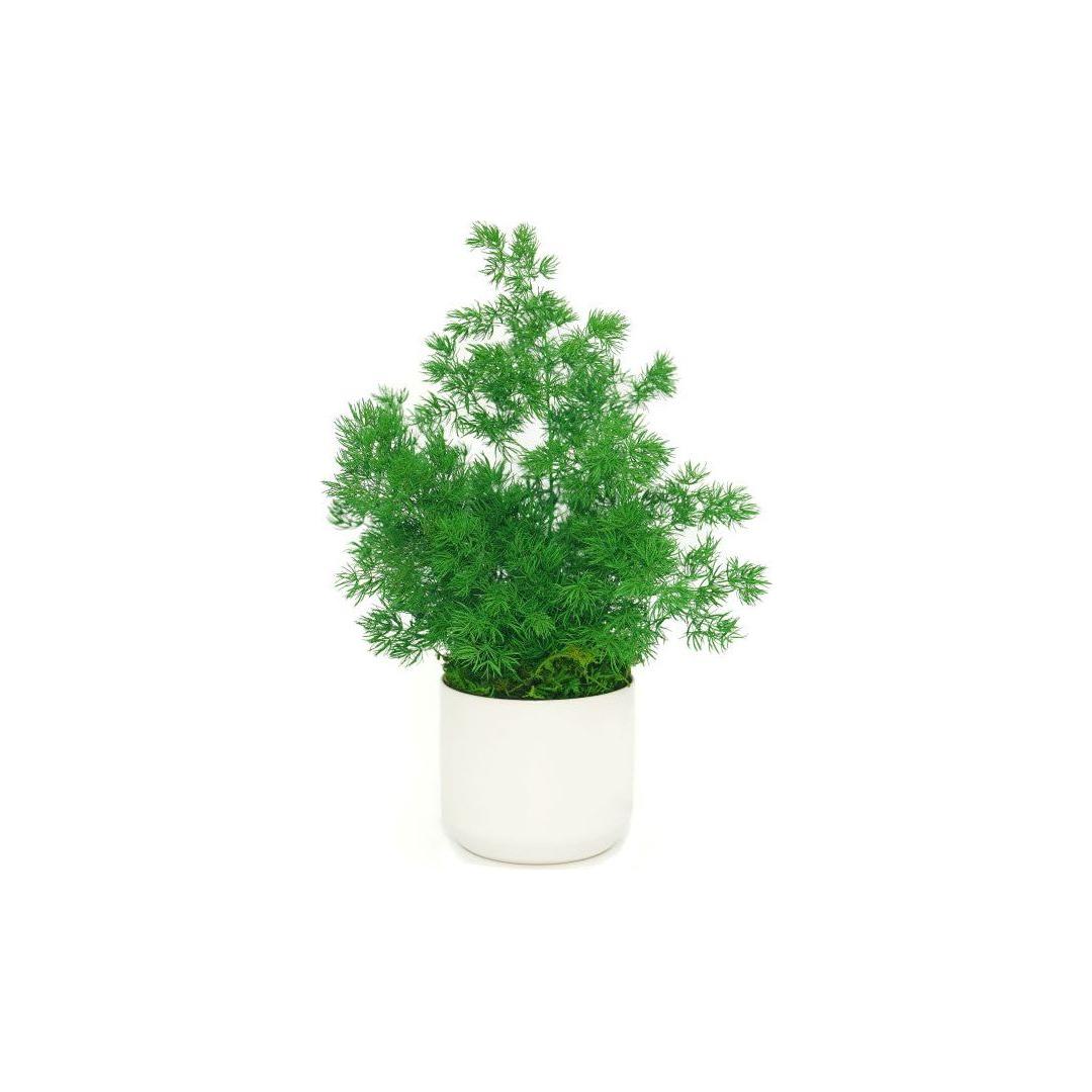 Set of 3 small preserved fern potted plants in a white ceramic pot, no watering needed.