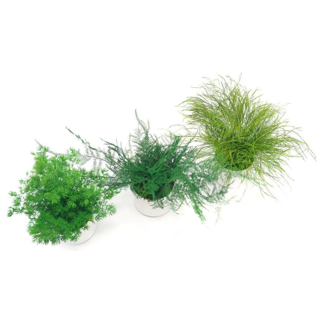 Set of 3 small potted preserved fern plants in ceramic pots, no watering needed.