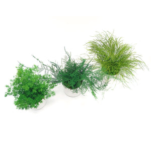 Set of 3 Preserved Fern Variety Potted Plants - No Watering