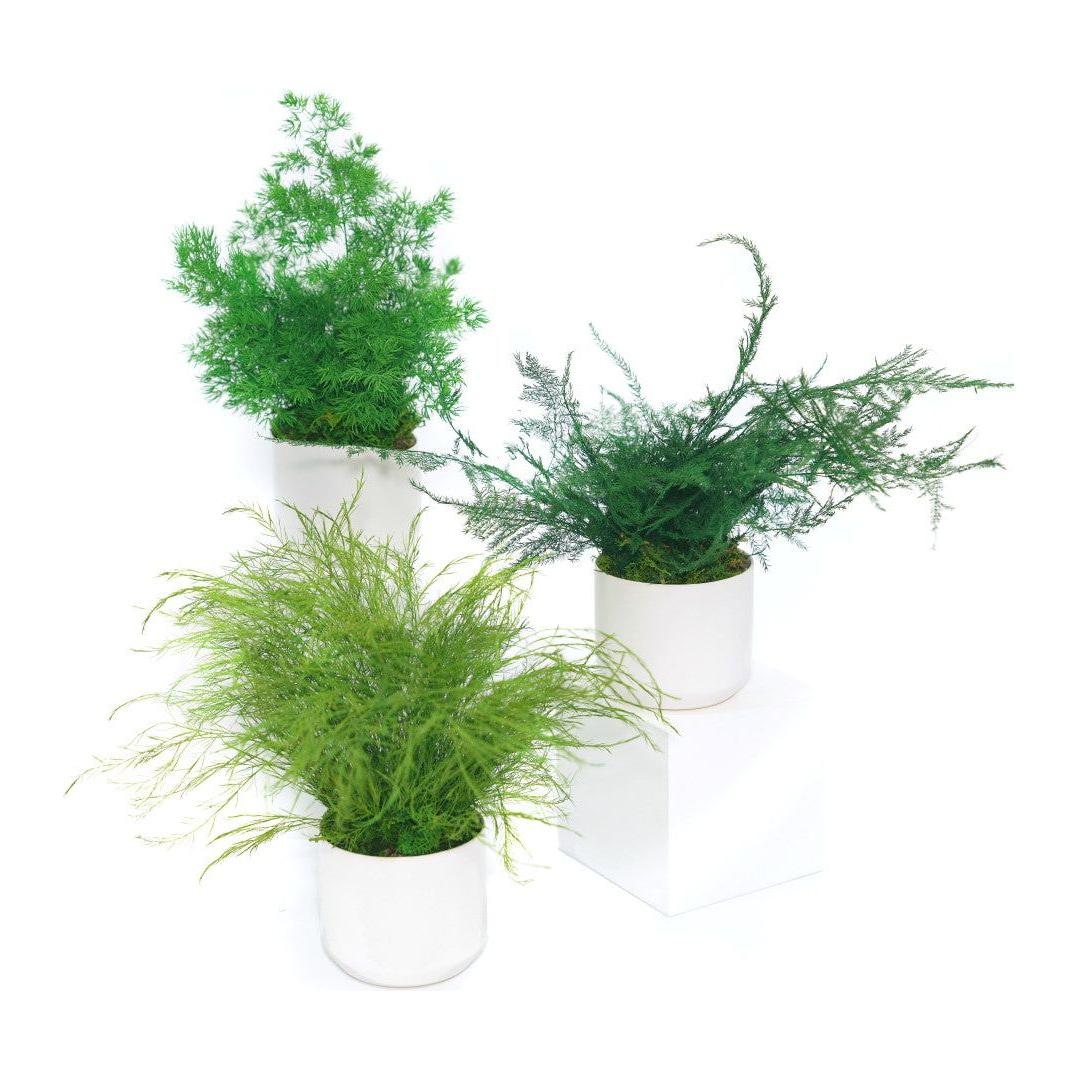 ceramic white pots for indoor plants Ceramic Small Pot with Preserved Moss and Ferns Handmade, Single Pot-