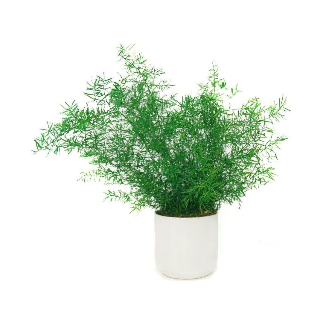 Large preserved fern in a white ceramic pot, no watering needed.