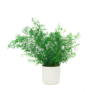 Large Preserved Fern Potted Plant Options - No Watering