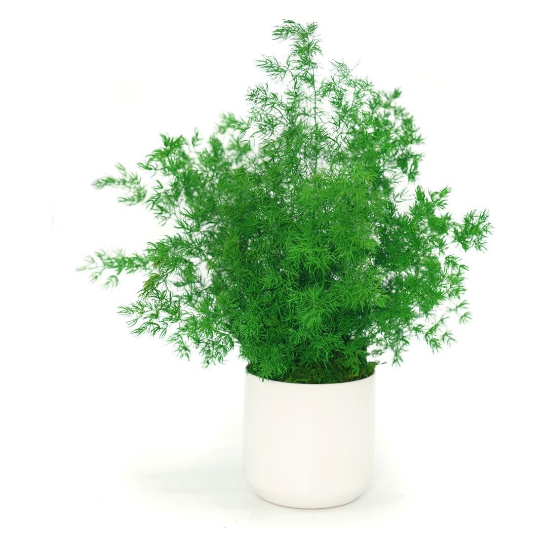 Large preserved fern in white ceramic pot, no watering required.
