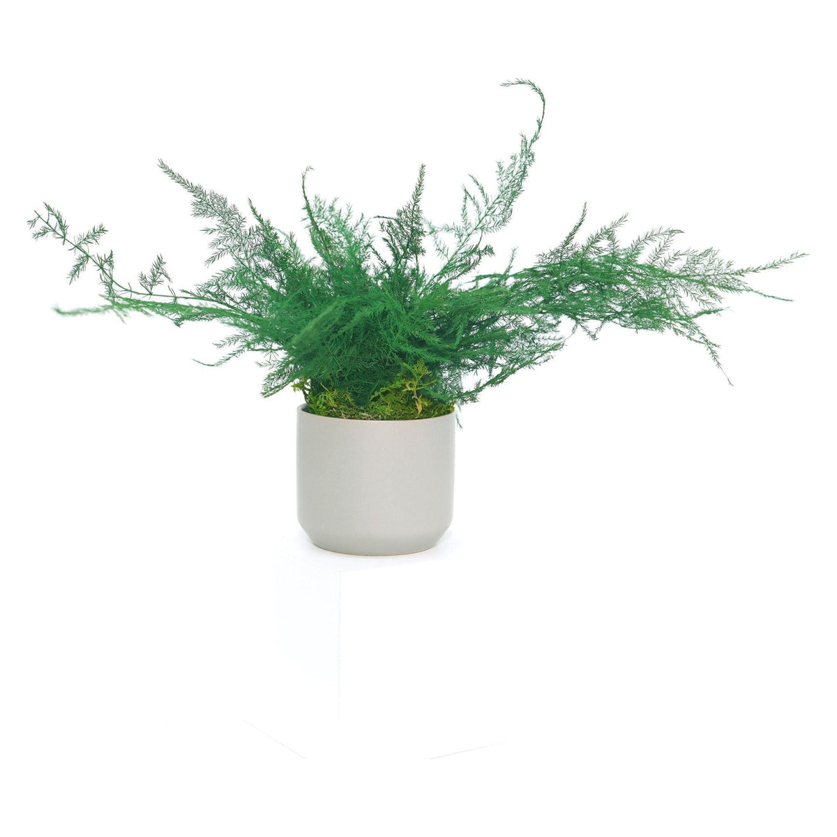 Set of 3 small preserved fern variety potted plants in ceramic pots, no watering required.