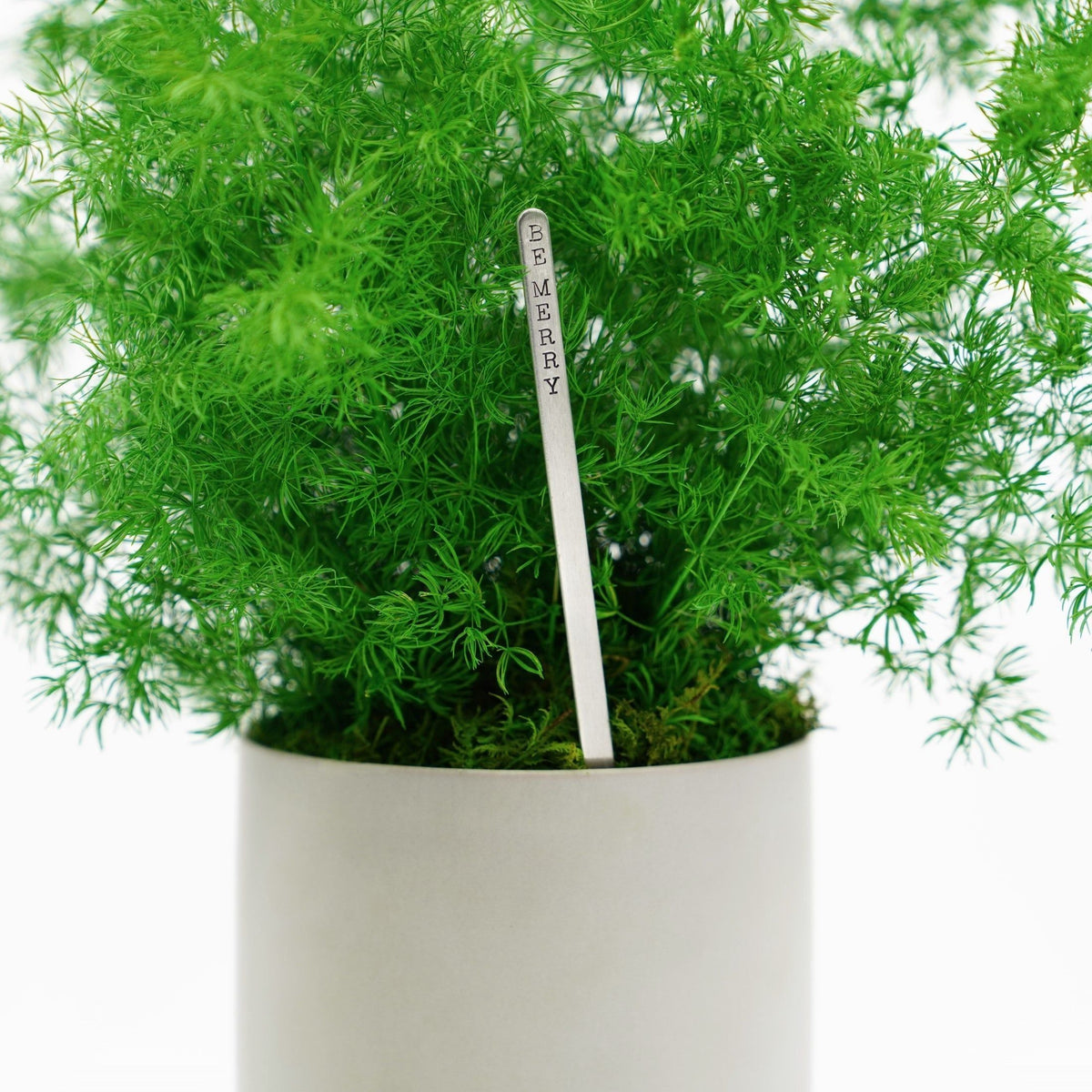 Large preserved fern in ceramic pot, no watering required.