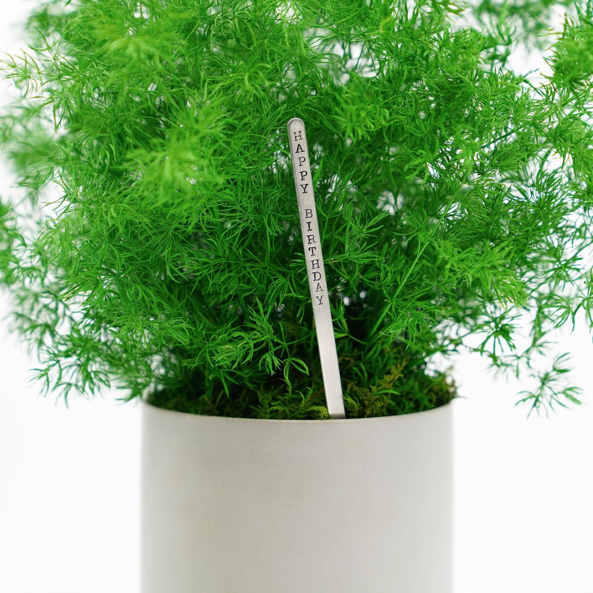 Large preserved fern in ceramic pot, no watering needed.