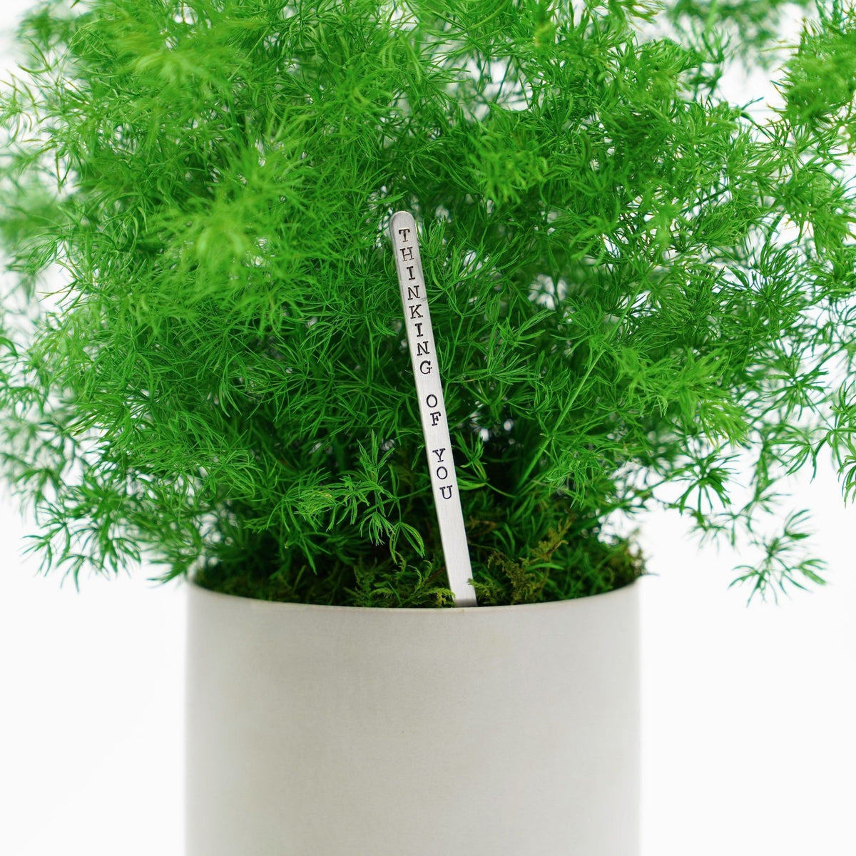 Large preserved fern potted plant in ceramic pot, no watering needed.