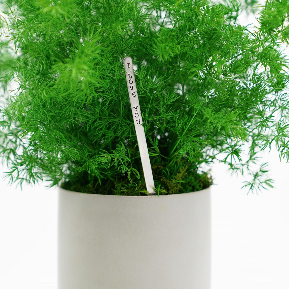 Large preserved fern in ceramic pot, no watering needed.