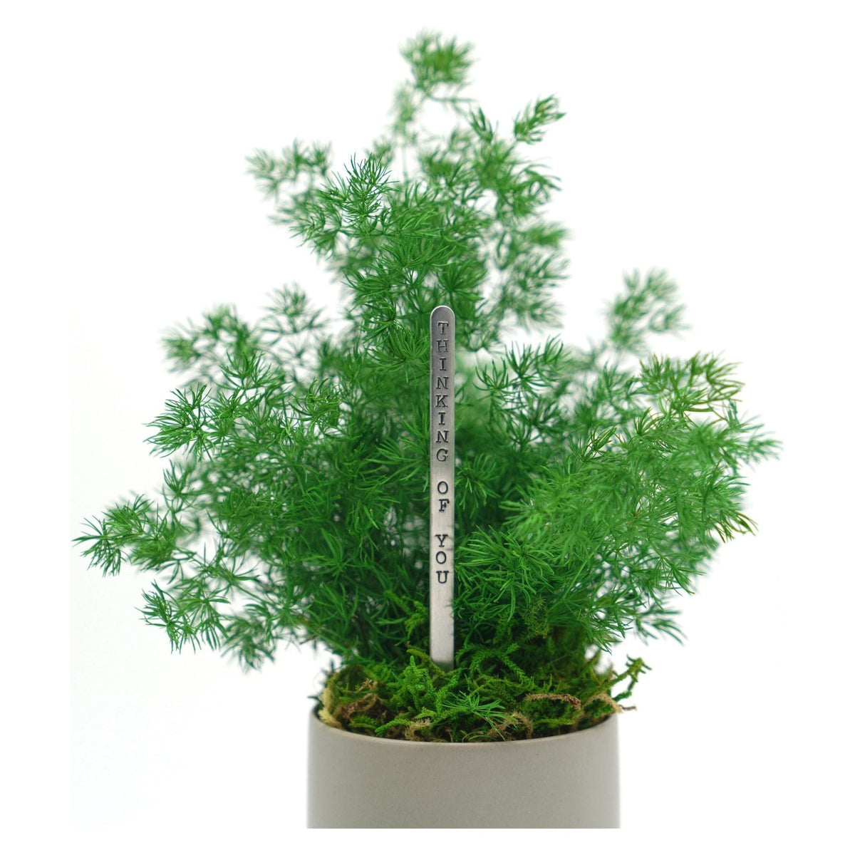 Set of 3 small preserved fern potted plants in gray ceramic pots with moss, no watering required.