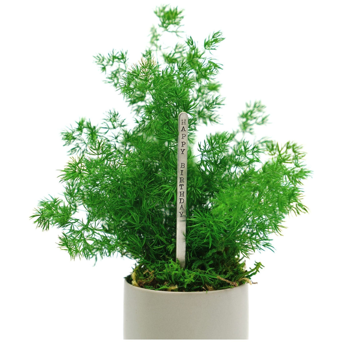 Set of 3 small preserved fern variety potted plants in fine ceramic pots.