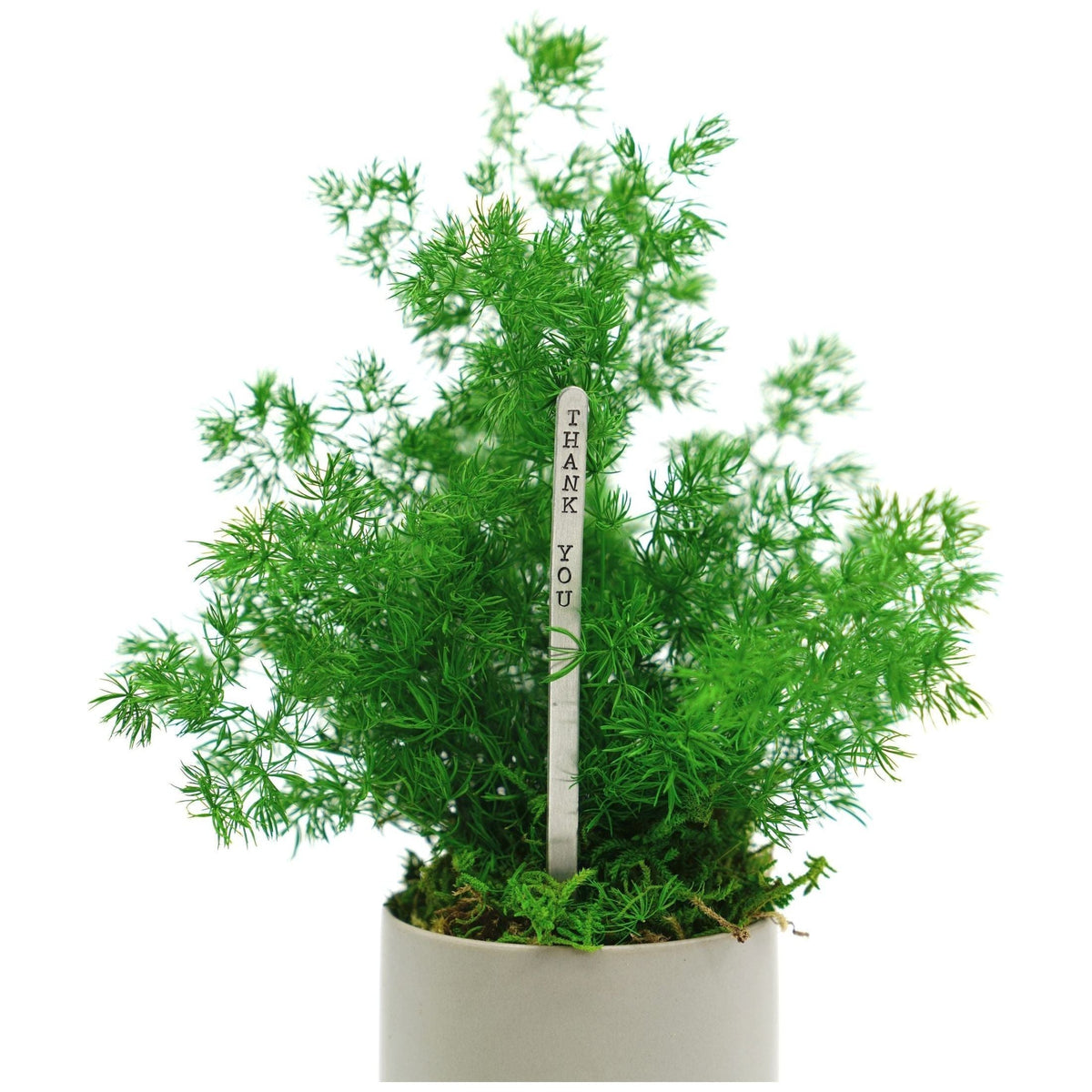 Set of 3 small preserved fern potted plants in white ceramic pots.