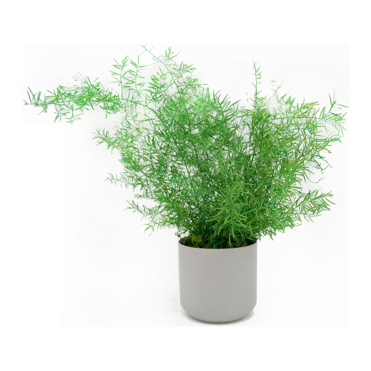 Large preserved fern in gray ceramic pot, no watering needed.