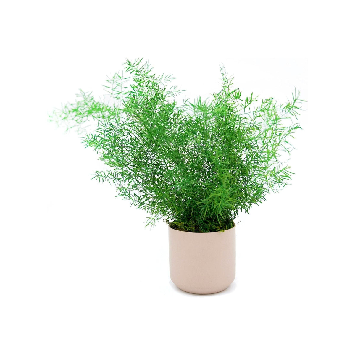 Large preserved fern in a cream ceramic pot, low-maintenance indoor plant art.