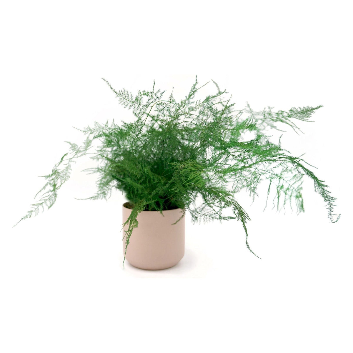 Large preserved fern in blush ceramic pot, no watering required.