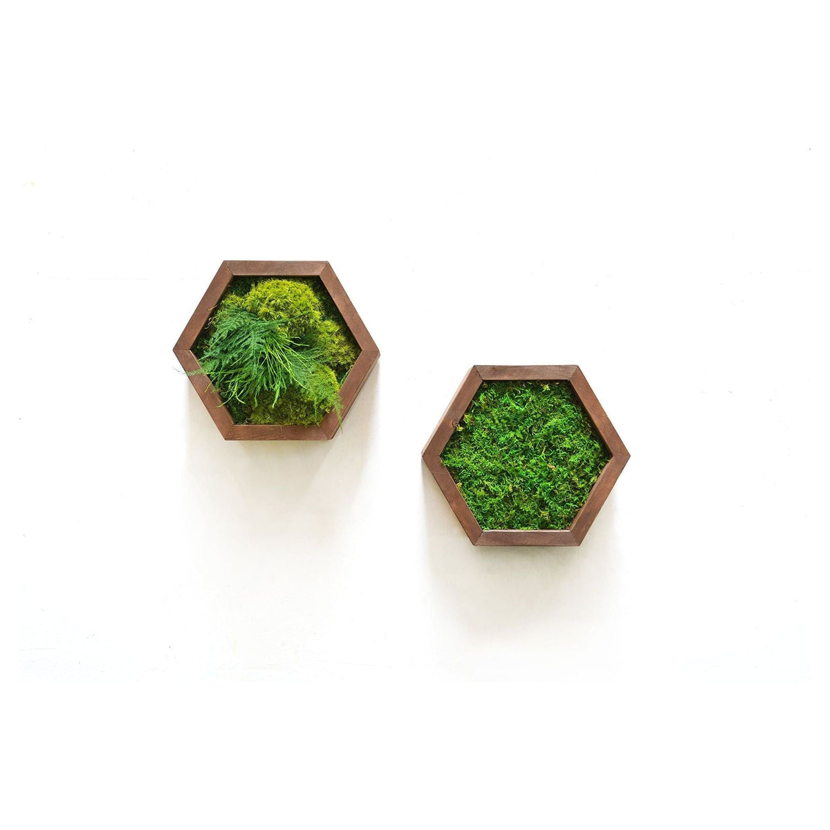 Modular hexagons with preserved moss, minimalist wall art design options.