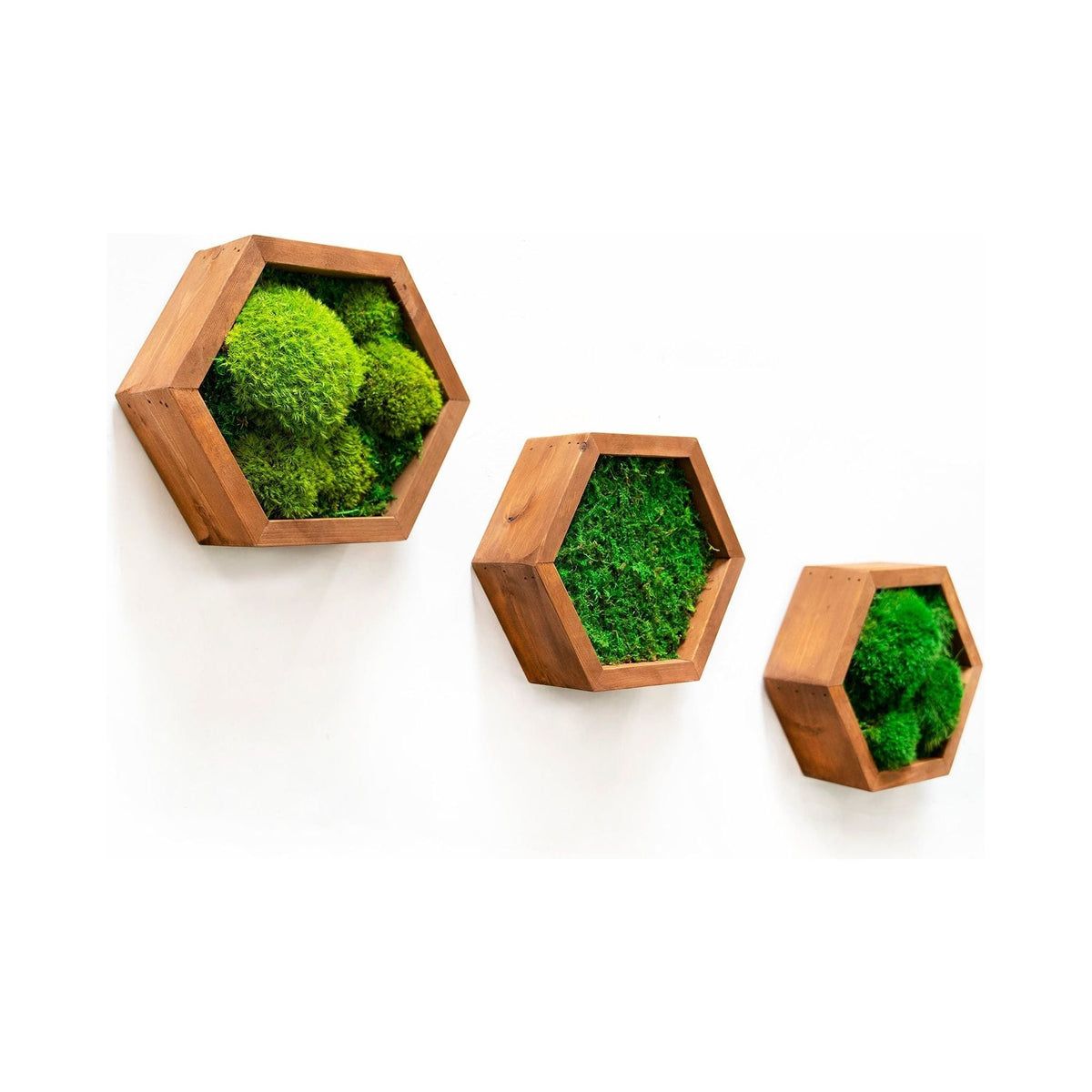 Modular hexagon frames with preserved moss for customizable wall design.