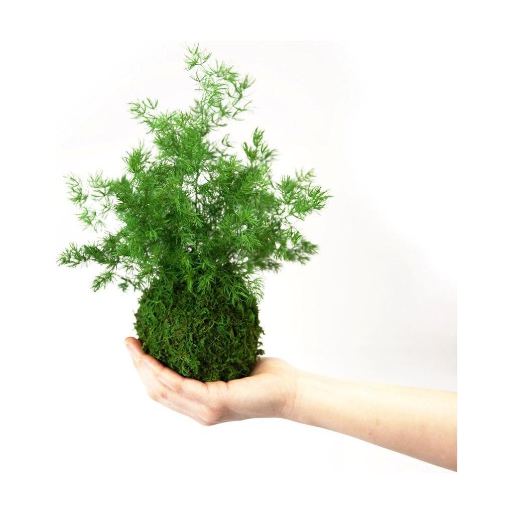 Pine Fern Kokedama with preserved moss, held in hand.