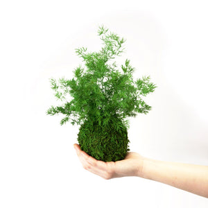 Pine Kokedama, Preserved Moss and Fern Plant - Hanging or Sitting