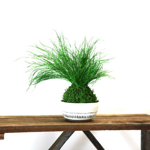 Grassy Fern Kokedama - Sitting or Hanging - Preserved Moss and Fern Plant