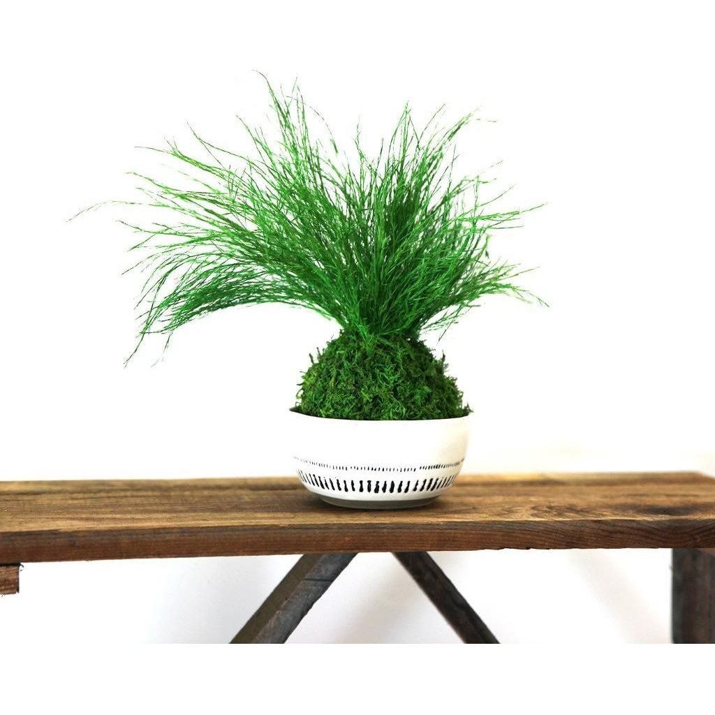 Set of 3 small Kokedama with preserved moss and fern plants, ideal for hanging or sitting indoors.
