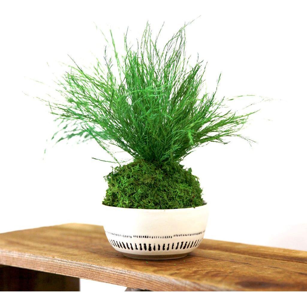 Grassy Fern Kokedama in a decorative ceramic pot on a wooden shelf.