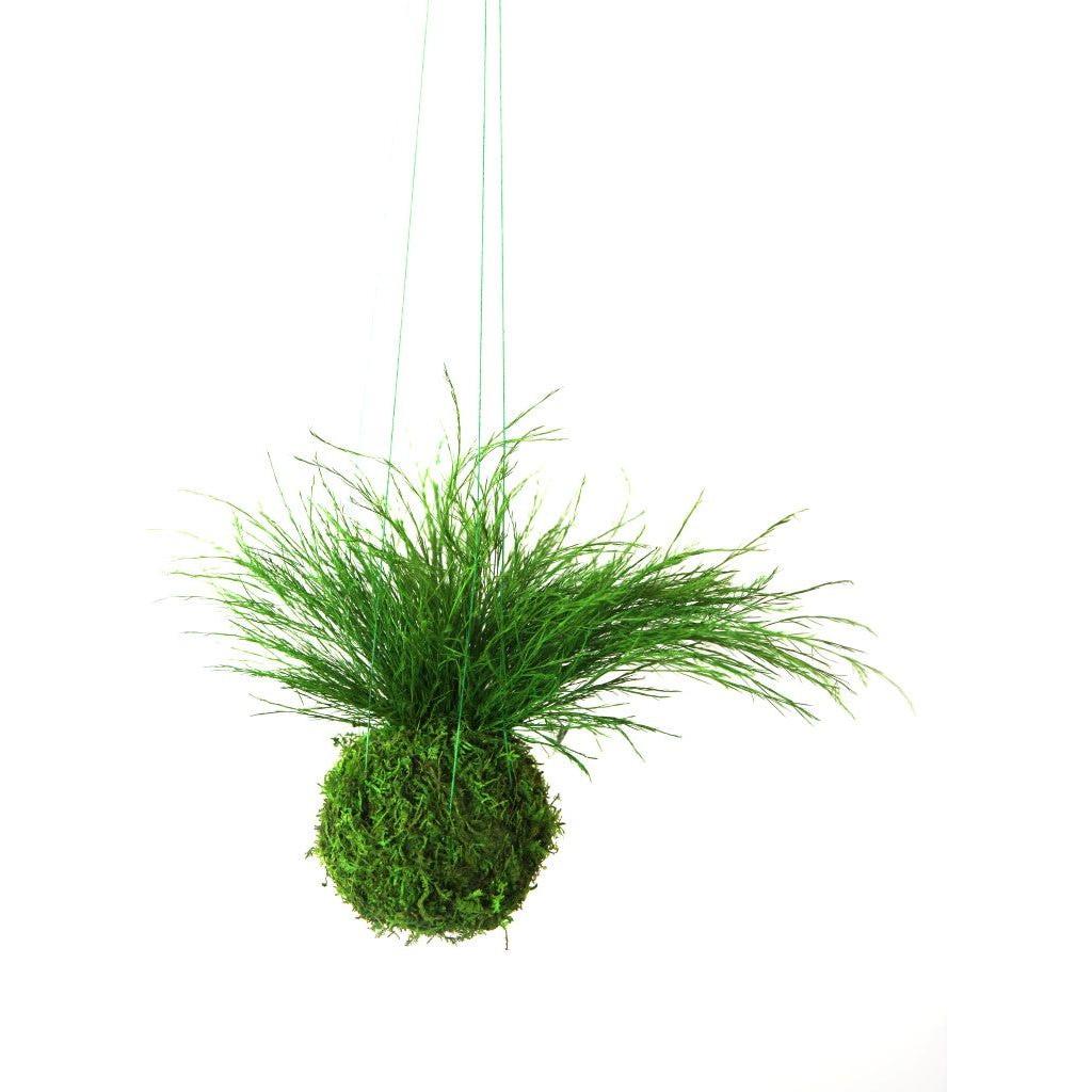 Grassy Fern Kokedama with preserved moss, hanging with green string.