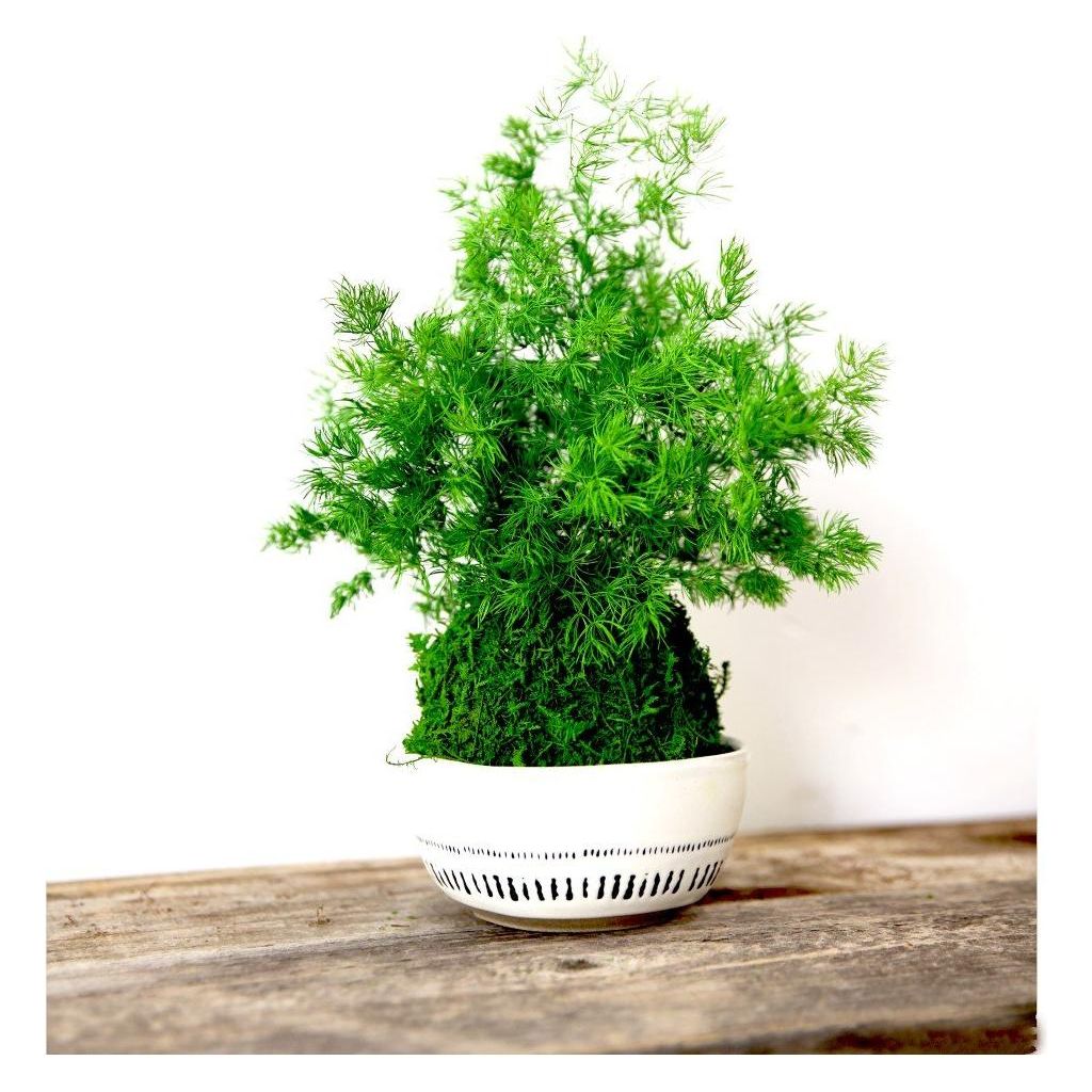 Set of 3 small kokedama with preserved moss and fern plants in bowl.