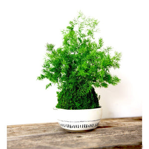 Set of 3 Kokedama - Sitting or Hanging - Preserved Moss and Fern Plants