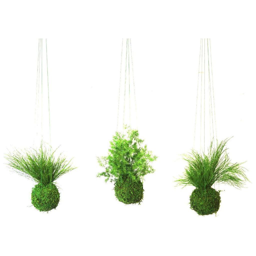 Set of 3 small kokedama with preserved moss and fern plants hanging on strings.