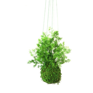 Set of 3 Kokedama - Sitting or Hanging - Preserved Moss and Fern Plants
