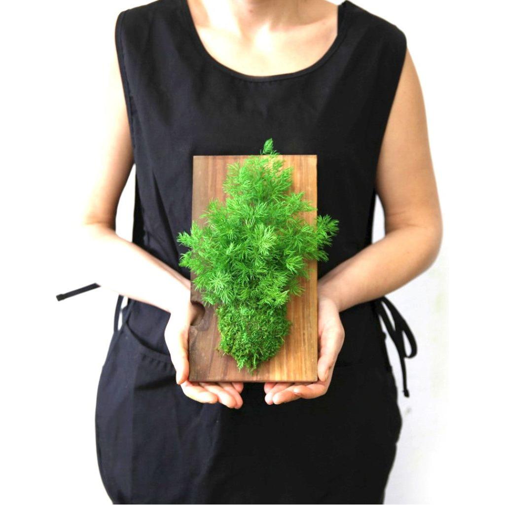 Set of 3 fern and moss compositions on reclaimed wood flat, indoor greenery décor.
