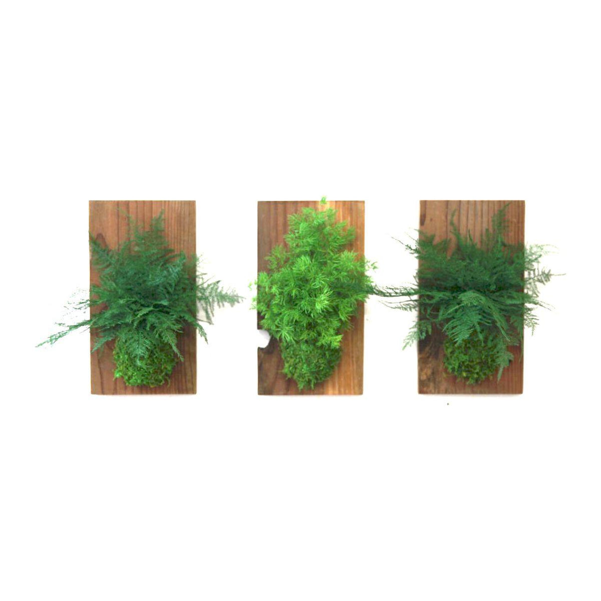 Set of 3 fern and moss compositions on reclaimed wood flats.
