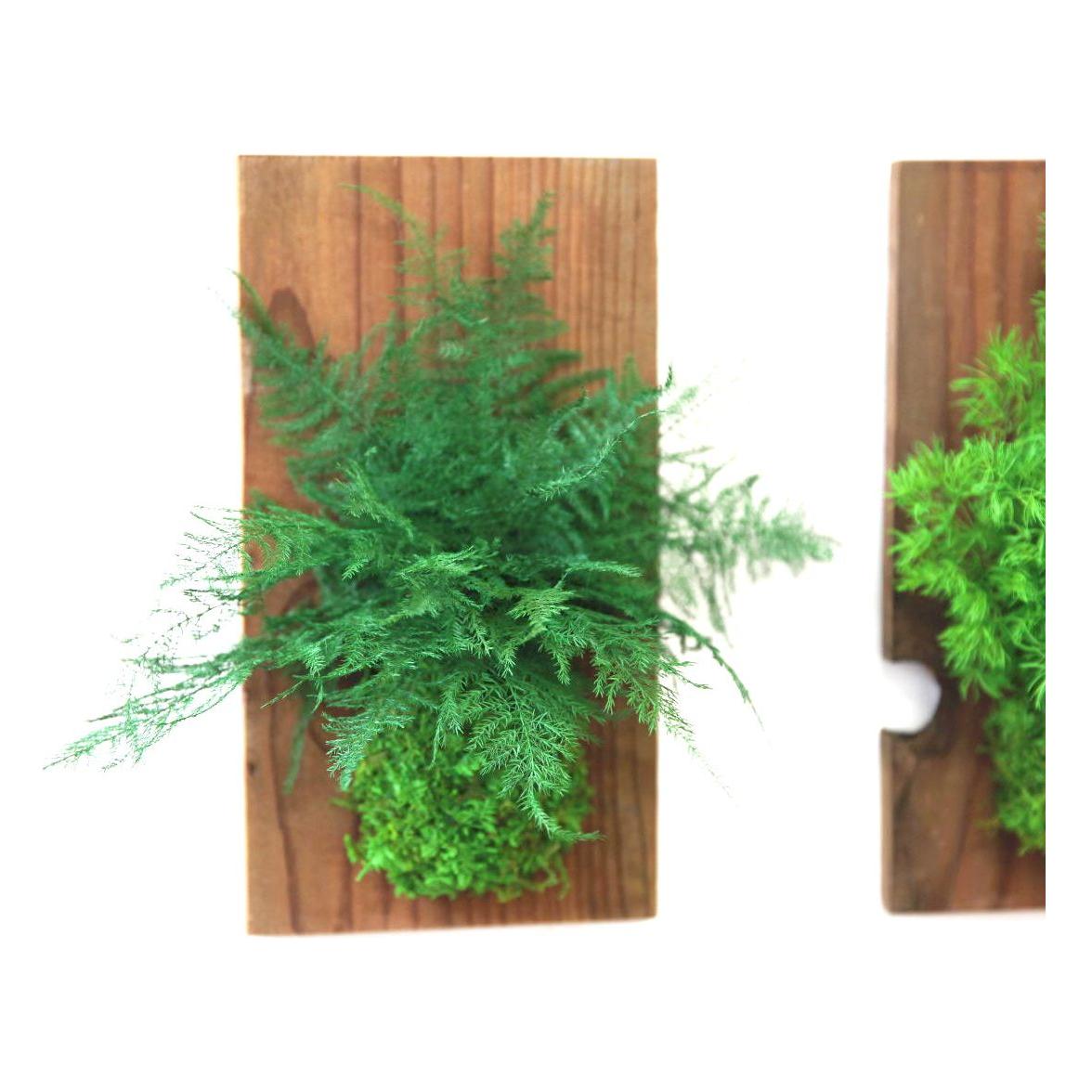 Set of 3 fern and moss preserved wood art pieces with hanging hardware.