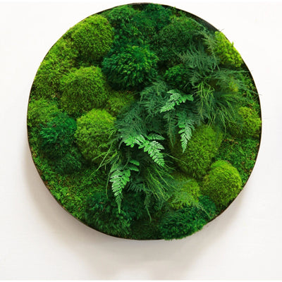 Artisan Moss | Preserved Moss Art & Custom Designed Moss Walls