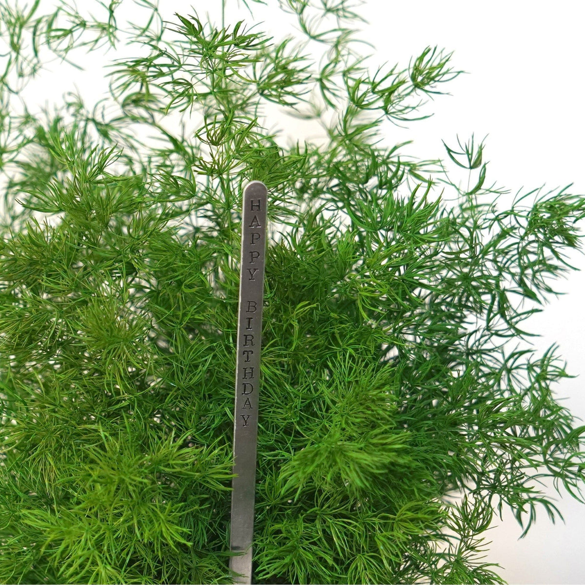 Pine Fern Kokedama with preserved moss and optional gift message sign.