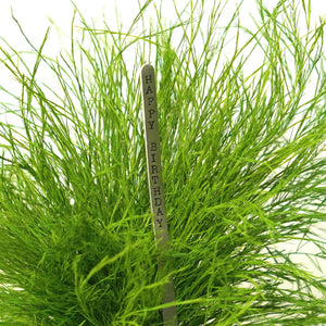 Grassy Fern Kokedama - Sitting or Hanging - Preserved Moss and Fern Plant