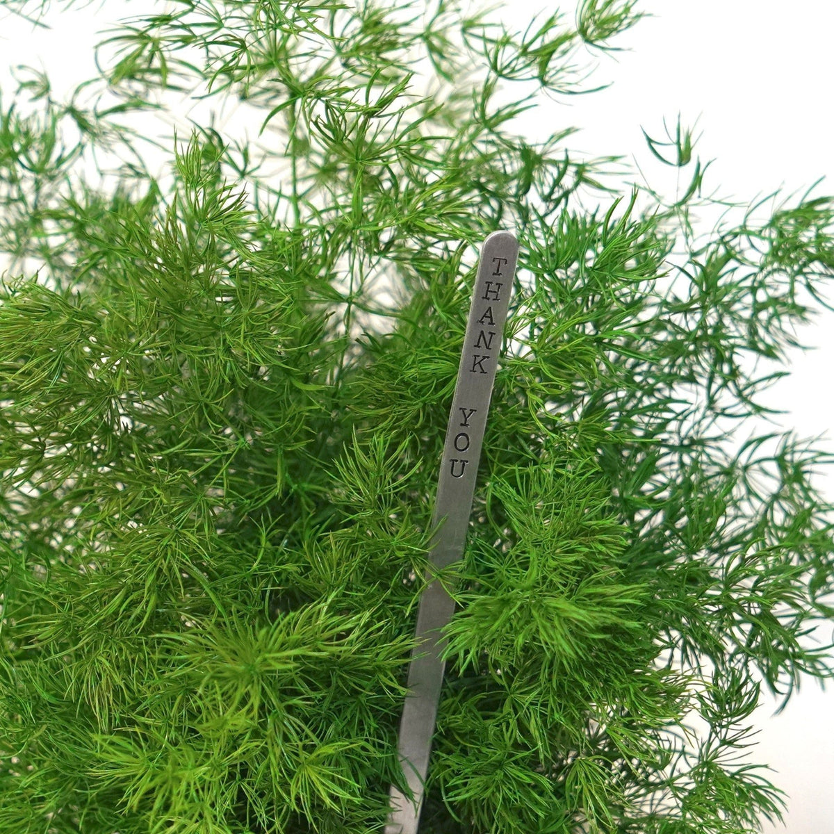 Pine Fern Kokedama with gift message sign in preserved moss.