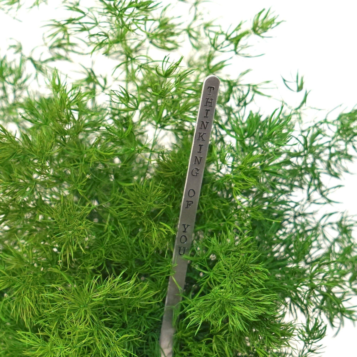 Pine Fern Kokedama with preserved moss and optional gift message sign post.