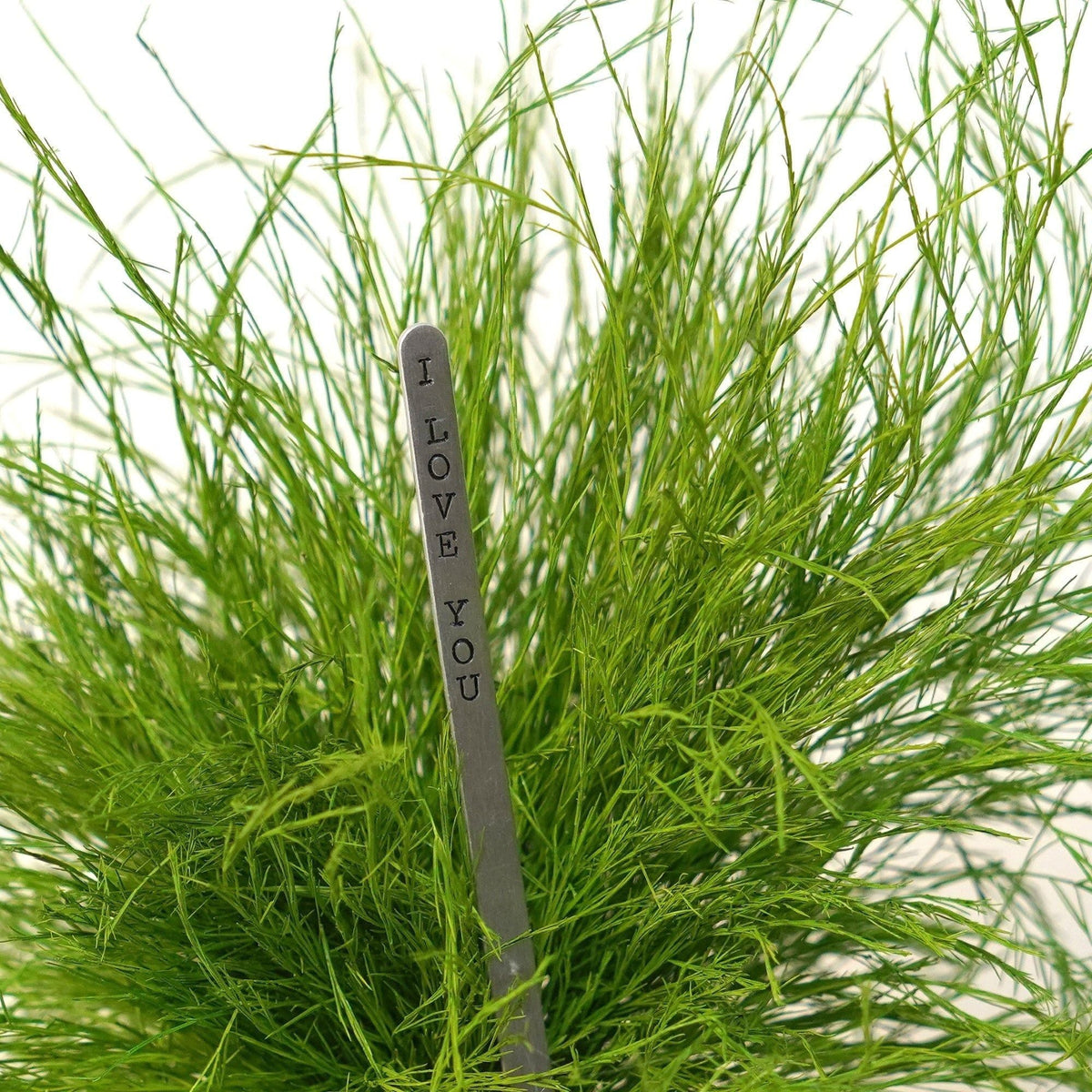 Grassy Fern Kokedama with gift message insert on preserved moss ball.