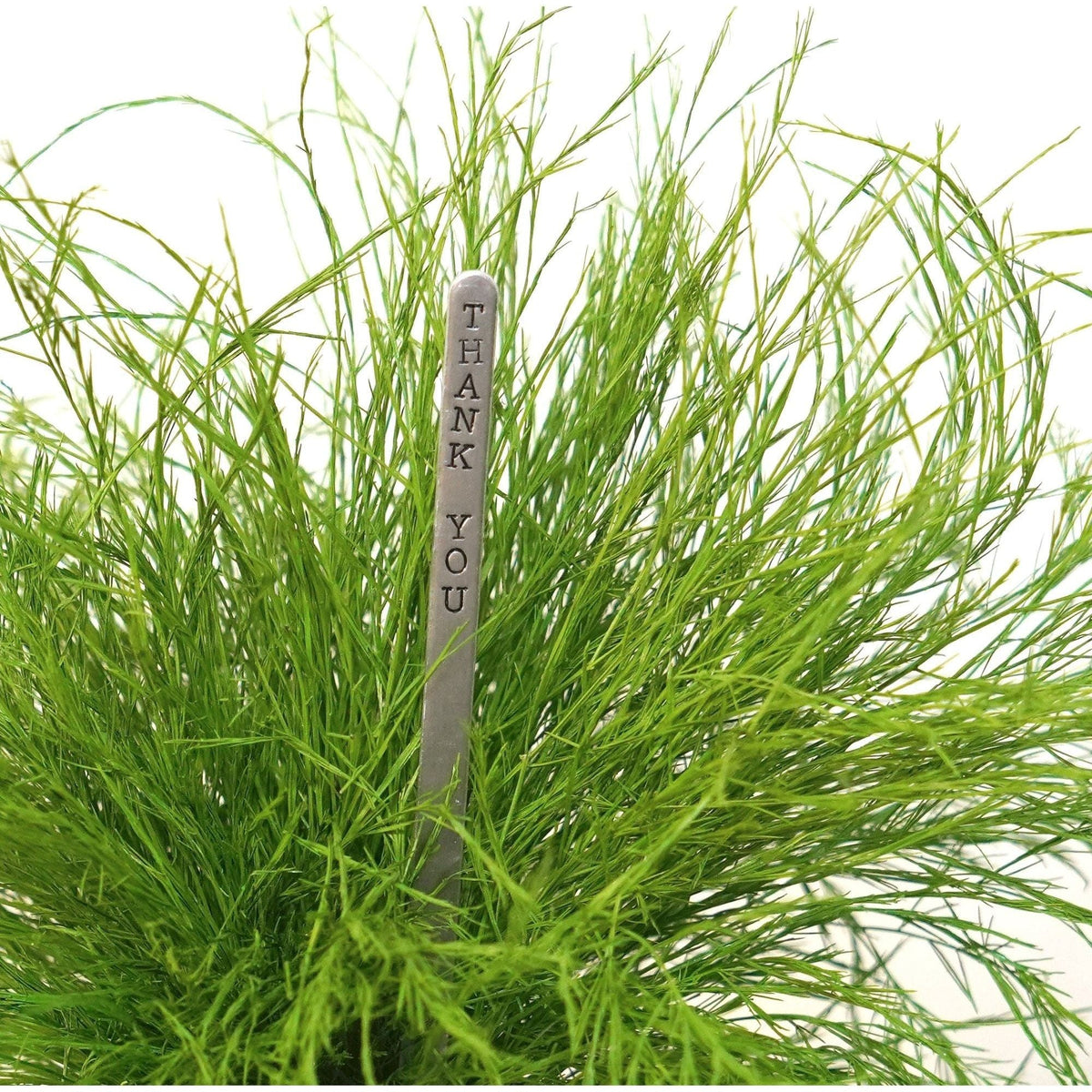 Large preserved fern in a fine ceramic pot with "Thank You" stick, no maintenance required.