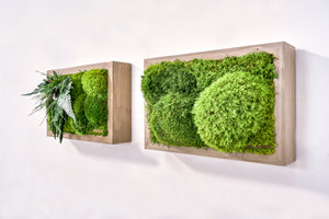 Commercial Moss Wall Samples - "Fern Variety" and "High Profile Moss"