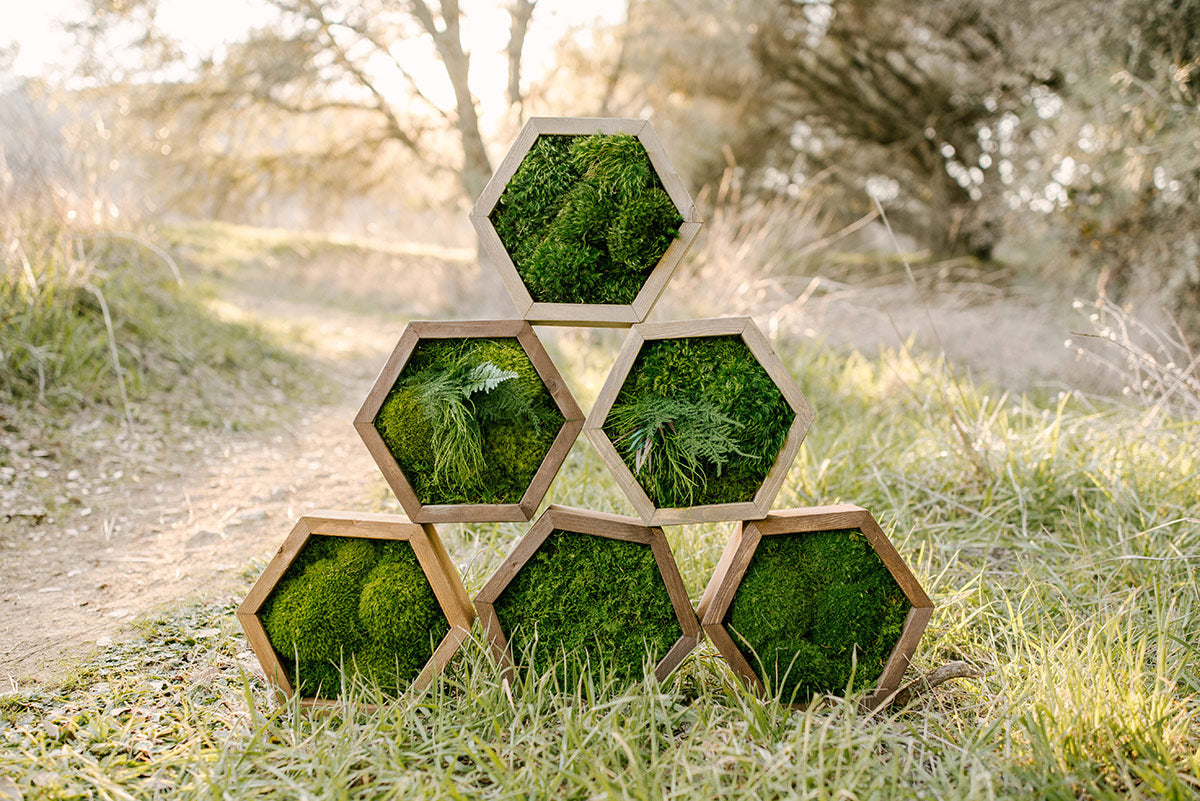 Moss Wall - Hexagon – GrowUp Greenwalls